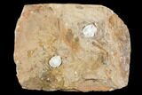 Unidentified Fossil Seeds From North Dakota - Paleocene #97928-1